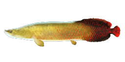 ARAPAIMA-POTWÓR