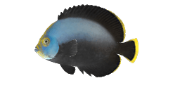 BLACK-VELVET ANGELFISH