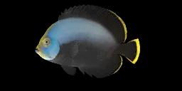 BLACK-VELVET ANGELFISH