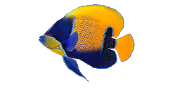 BLUEGIRDLED ANGELFISH