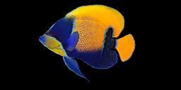 BLUEGIRDLED ANGELFISH