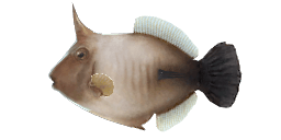 BROOM FILEFISH