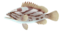 COMET GROUPER