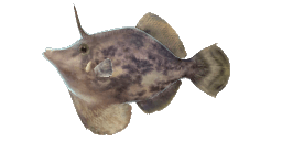 FAN-BELLIED LEATHERJACKET