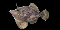 FAN-BELLIED LEATHERJACKET