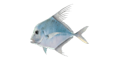 INDIAN THREADFISH