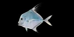 INDIAN THREADFISH