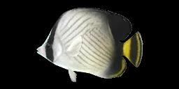 INDIAN VAGABOND BUTTERFLYFISH