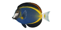 JAPAN SURGEONFISH