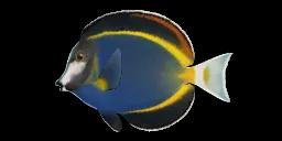 JAPAN SURGEONFISH