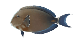 ORANGE-SOCKET SURGEONFISH