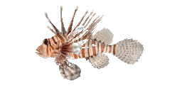 PLAINTAIL TURKEYFISH