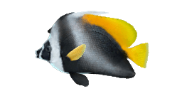 SINGULAR BANNERFISH