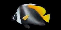 SINGULAR BANNERFISH