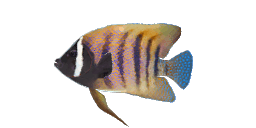 SIXBAR ANGELFISH