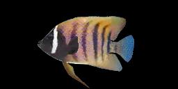 SIXBAR ANGELFISH