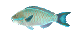 TROSCHEL'S PARROTFISH