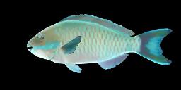 TROSCHEL'S PARROTFISH