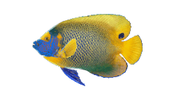 YELLOWFACE ANGELFISH