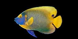 YELLOWFACE ANGELFISH