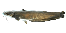 AMUR CATFISH