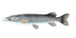 AMUR PIKE