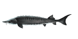 KHUVSGUL STURGEON