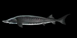 KHUVSGUL STURGEON