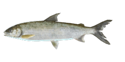 KHUVSGUL WHITEFISH