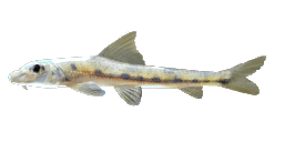 CHINESE LIZARD GUDGEON