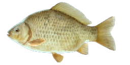 CRUCIAN CARP