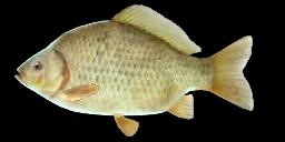 CRUCIAN CARP