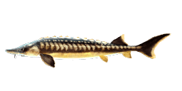 ASIAN STURGEON