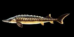 ASIAN STURGEON