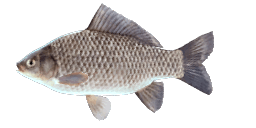 PRUSSIAN CARP