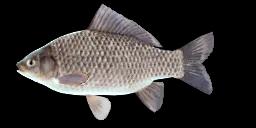 PRUSSIAN CARP