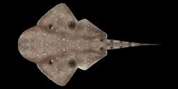 AUSTRALIAN ANGELSHARK