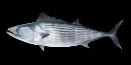 AUSTRALIAN BONITO