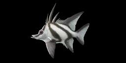 LONGSNOUT BOARFISH