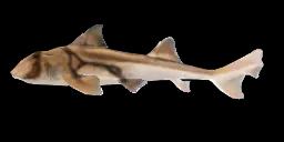 PORT JACKSON SHARK