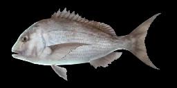 SILVER SEABREAM