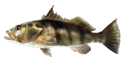 BARRED SAND BASS