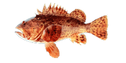 CALIFORNIA SCORPIONFISH