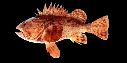 CALIFORNIA SCORPIONFISH