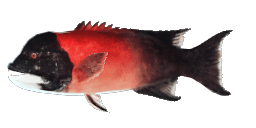 CALIFORNIA SHEEPHEAD