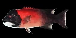 CALIFORNIA SHEEPHEAD