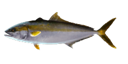 CALIFORNIA YELLOWTAIL