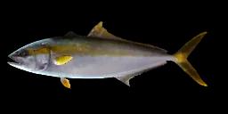 CALIFORNIA YELLOWTAIL