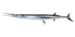 CALIFORNIA NEEDLEFISH