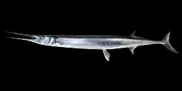 CALIFORNIA NEEDLEFISH